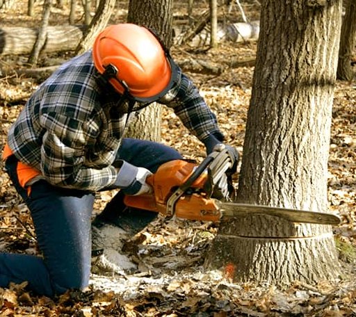 Tree Removal in Aledo, TX